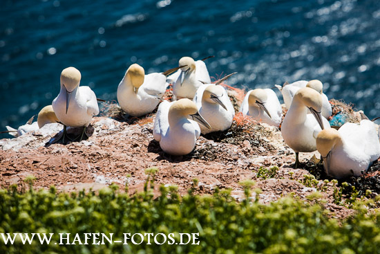 Helgoland 21
